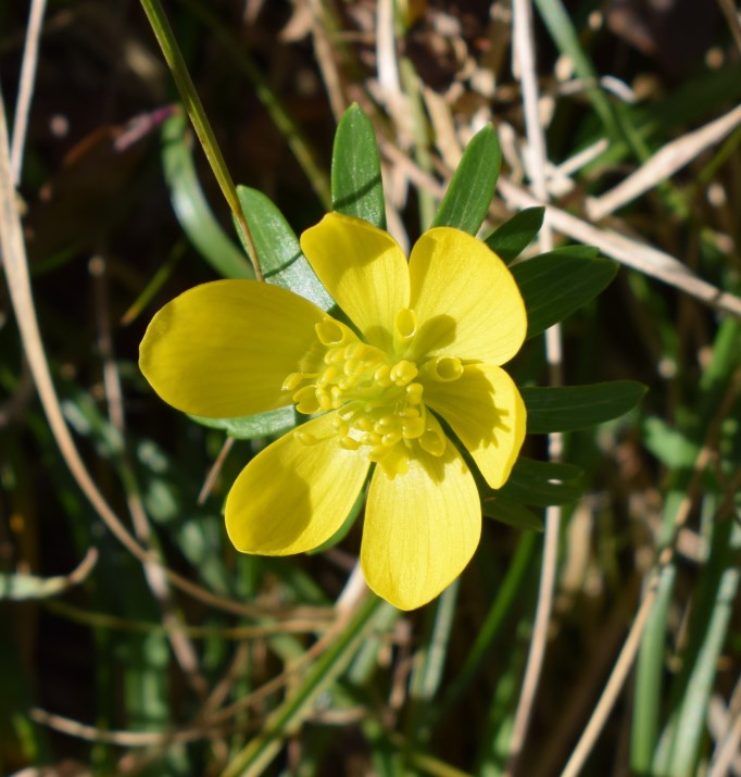 Eranthis hyemalis?  S !