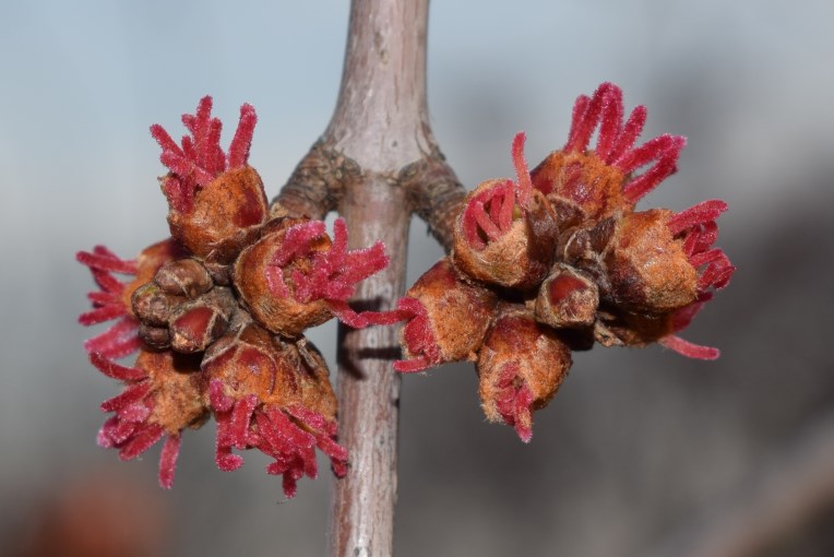 Acer saccharinum /  Acero saccarino