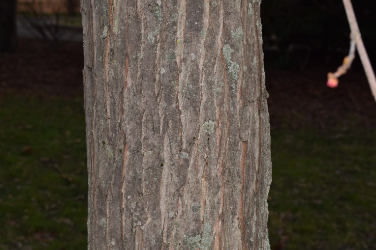 Acer saccharinum /  Acero saccarino