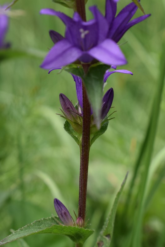Quale campanula?  Campanula glomerata