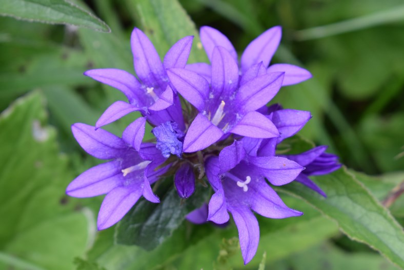 Quale campanula?  Campanula glomerata
