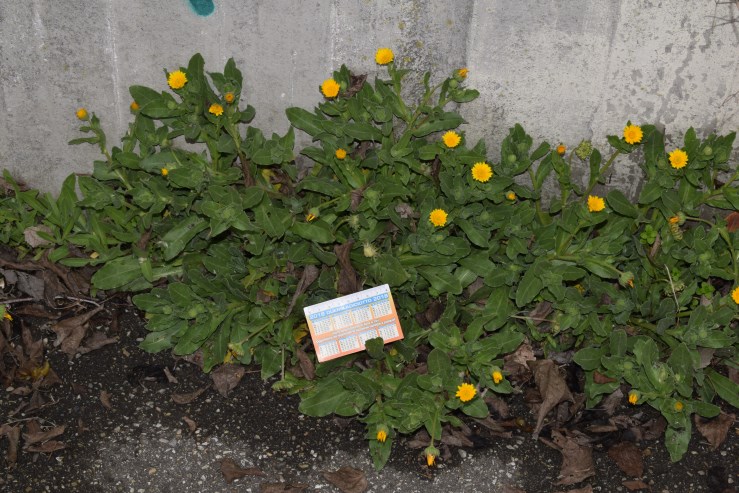Asteracea esotica?  Asteracea, ma non esotica:  Calendula arvensis