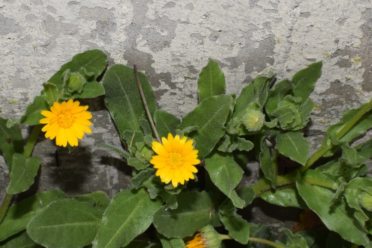 Asteracea esotica?  Asteracea, ma non esotica:  Calendula arvensis