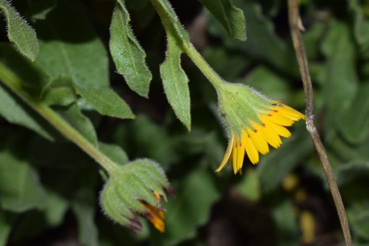 Asteracea esotica?  Asteracea, ma non esotica:  Calendula arvensis