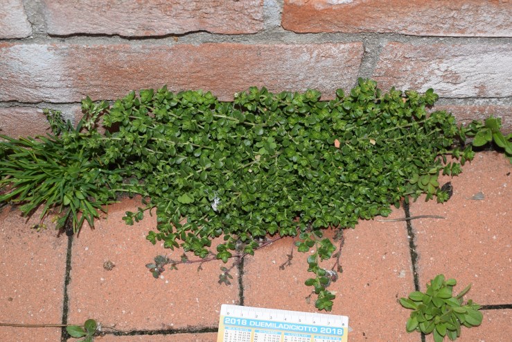 Fiore bianco minuscolo: Arenaria leptoclados (Caryophyllaceae)