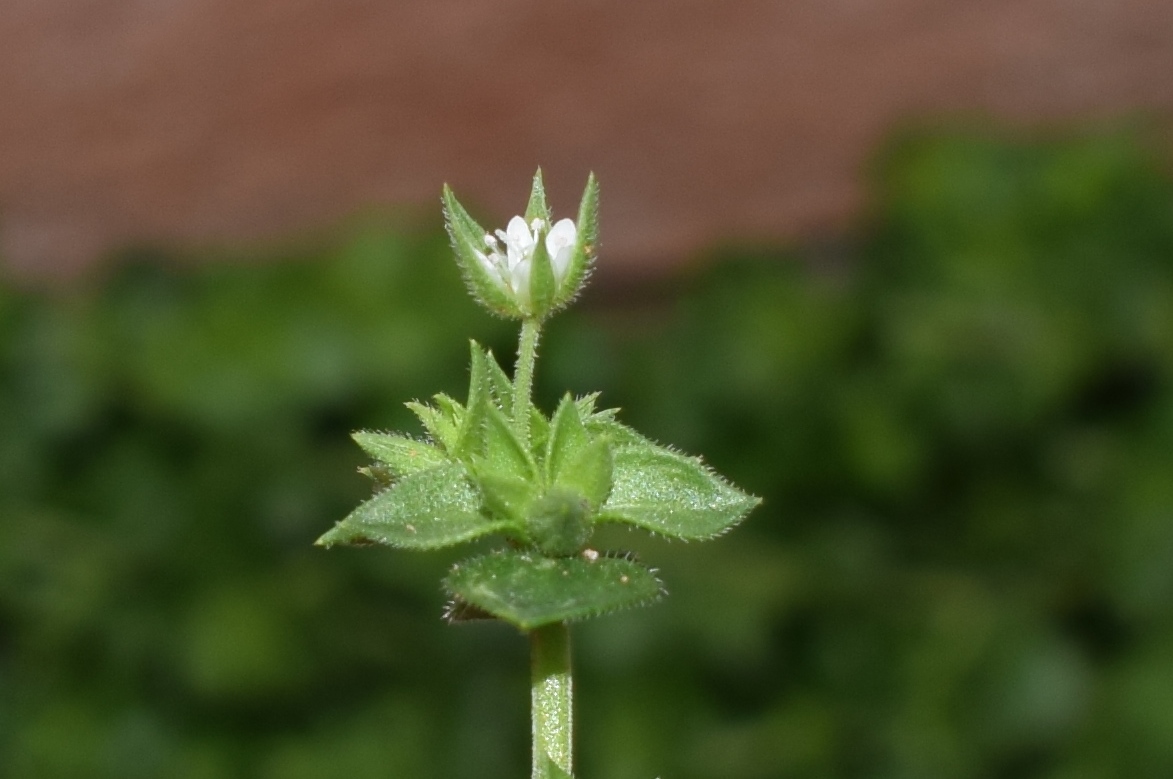 Fiore bianco minuscolo: Arenaria leptoclados (Caryophyllaceae)