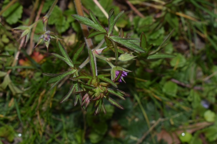 Geraniacea?  S, Geranium dissectum