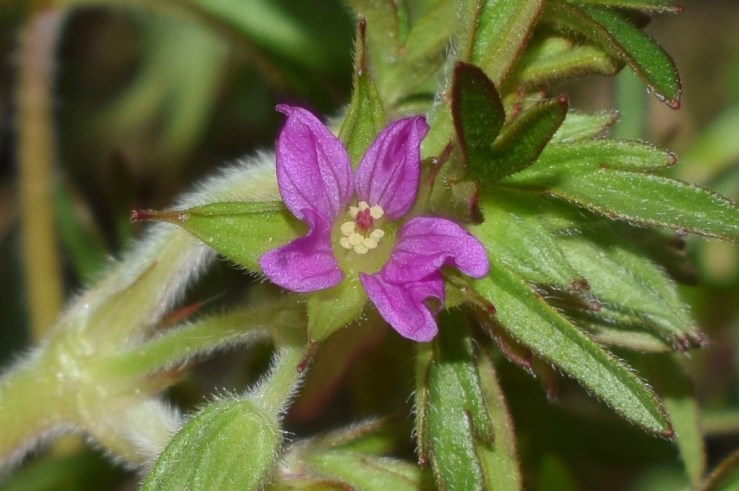 Geraniacea?  S, Geranium dissectum