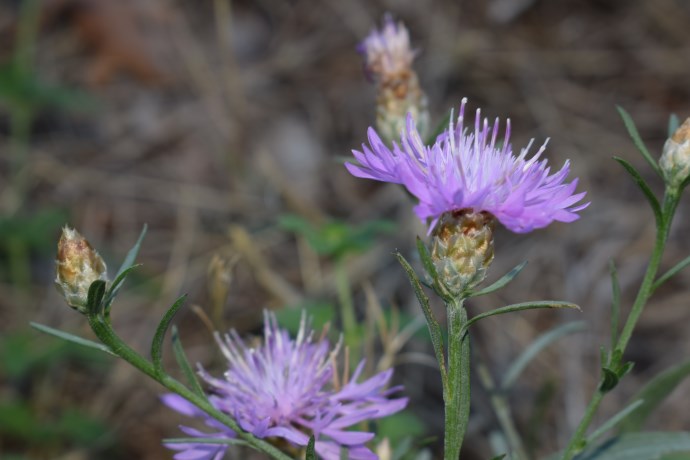 Centaurea jacea subsp. gaudinii