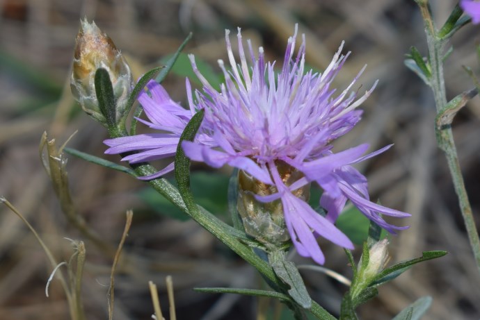Centaurea jacea subsp. gaudinii