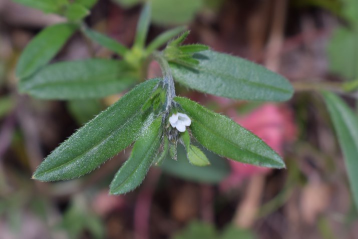 Piccolo fiore bianco: Buglossoides arvensis (Boraginaceae)