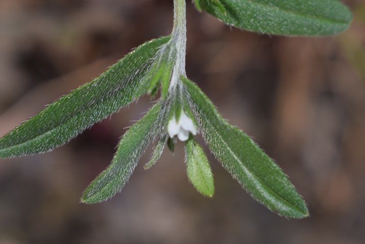 Piccolo fiore bianco: Buglossoides arvensis (Boraginaceae)