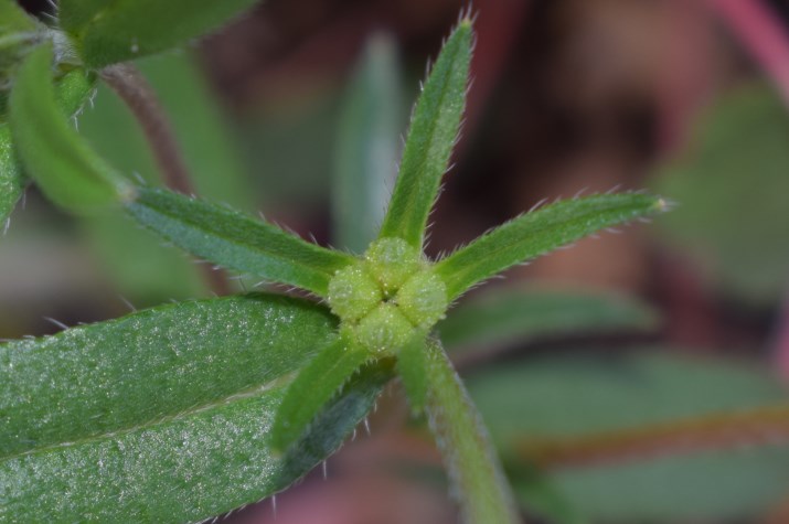 Piccolo fiore bianco: Buglossoides arvensis (Boraginaceae)