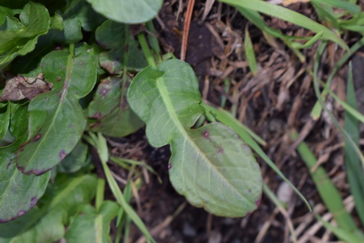 Foglie panduriformi: Rumex sp.