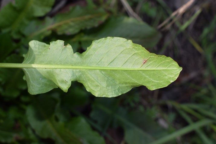 Foglie panduriformi: Rumex sp.