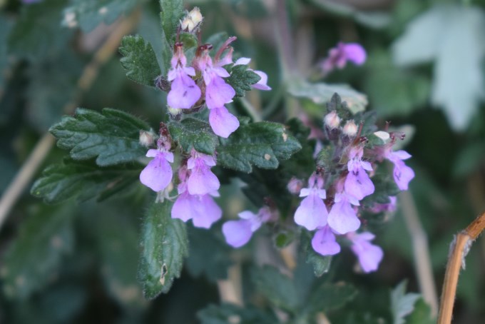 Teucrium chamaedris