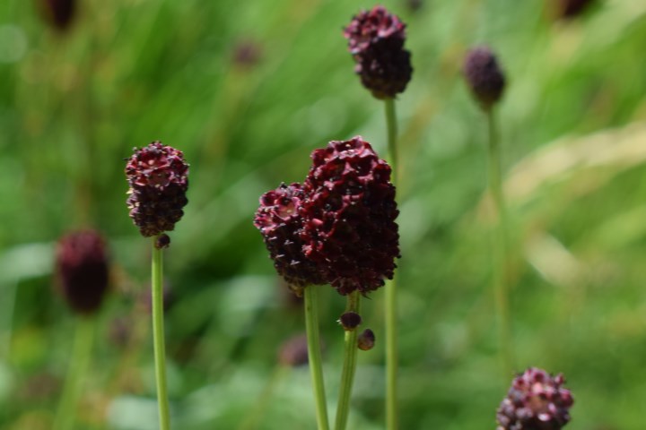 Sanguisorba officinalis / Sanguisorba, salvastrella maggiore