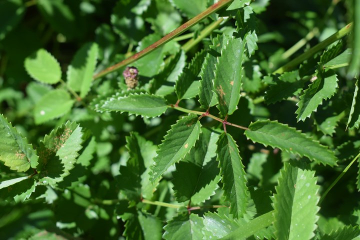 Sanguisorba officinalis / Sanguisorba, salvastrella maggiore