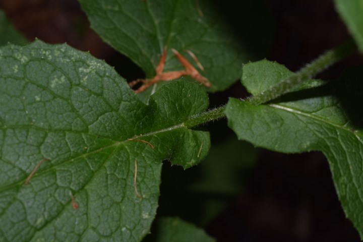 Che pianta �?     Doronicum sp.