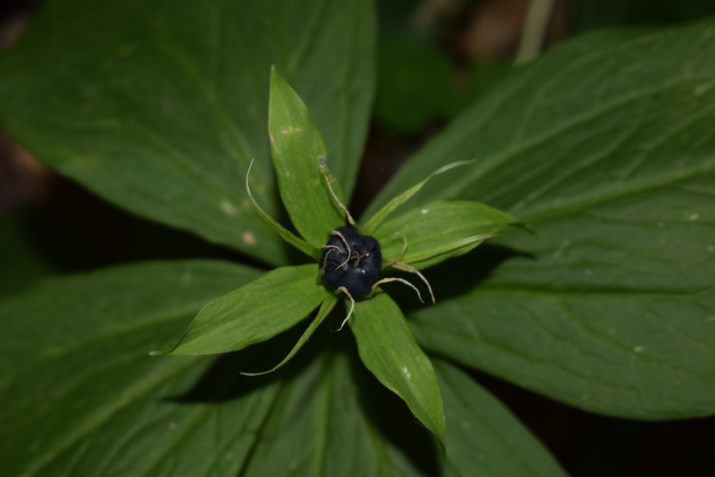 Frutto nero:  Paris quadrifolia  (Liliales Melanthiaceae)
