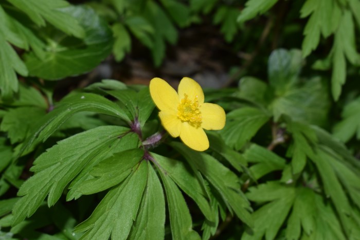 Anemonoides ranunculoides