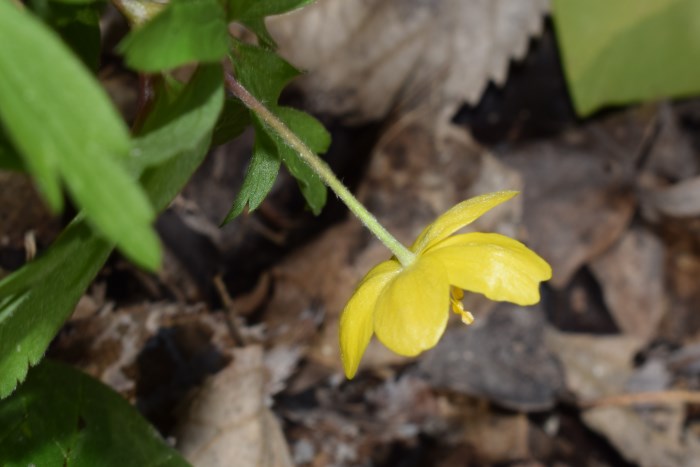 Anemonoides ranunculoides