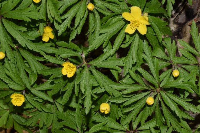 Anemonoides ranunculoides