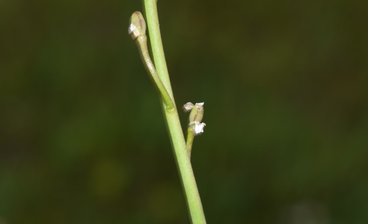 Calepina irregularis