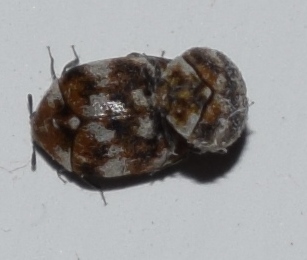 Trovato sul muro: Anthrenus sp. (Dermestidae) in accoppiamento