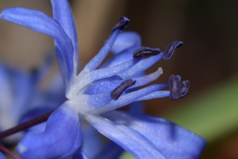 Fiori blu: Scilla bifolia (Asparagaceae)