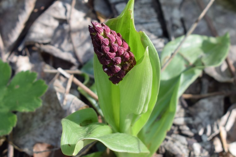 Orchis purpurea