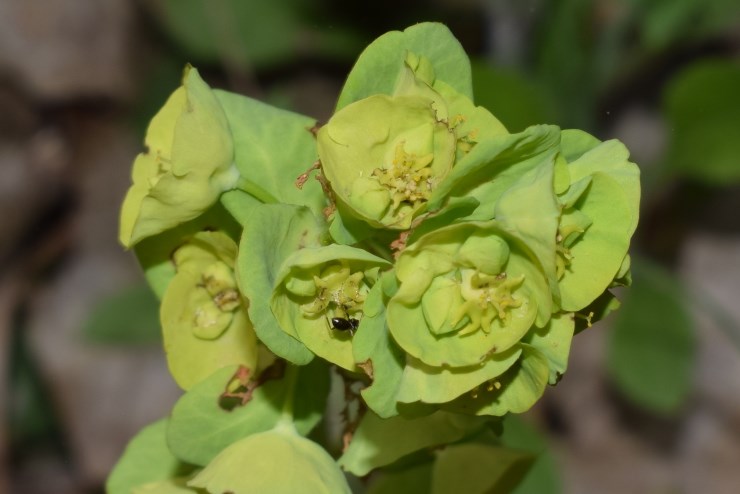 Euphorbia amygdaloides