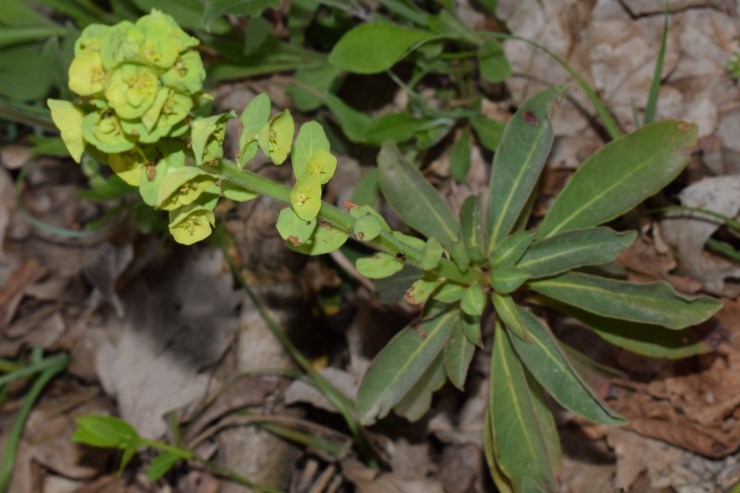 Euphorbia amygdaloides