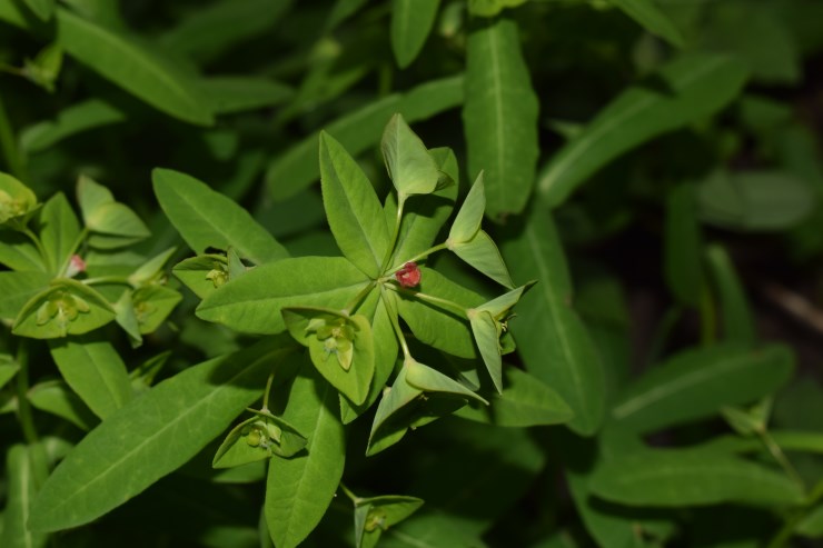 Euphorbia dulcis