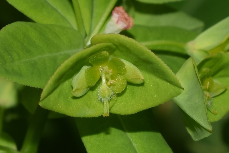 Euphorbia dulcis