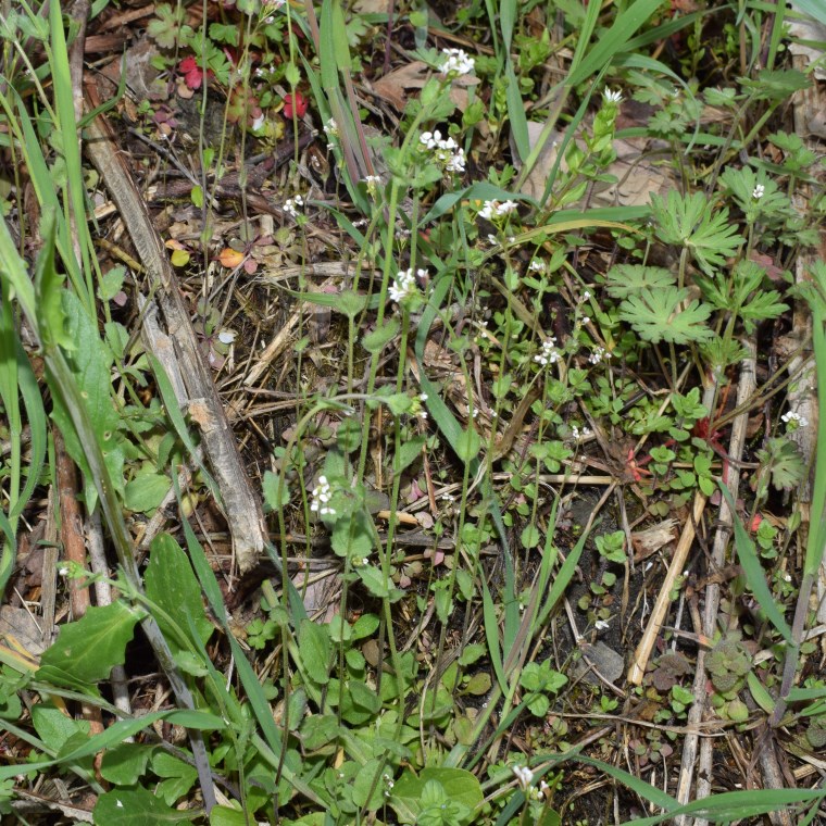 Quale brassicaea?   Draba muralis