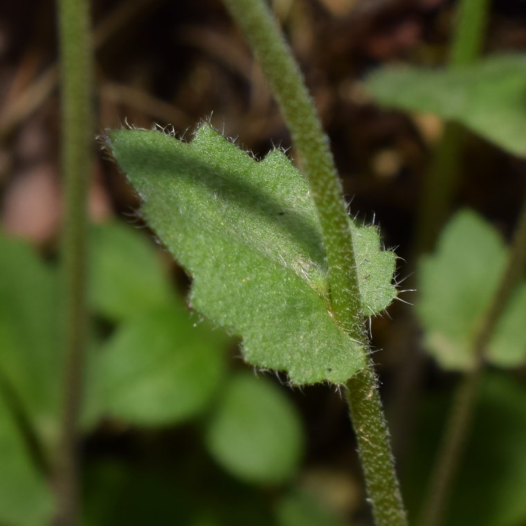 Quale brassicaea?   Draba muralis