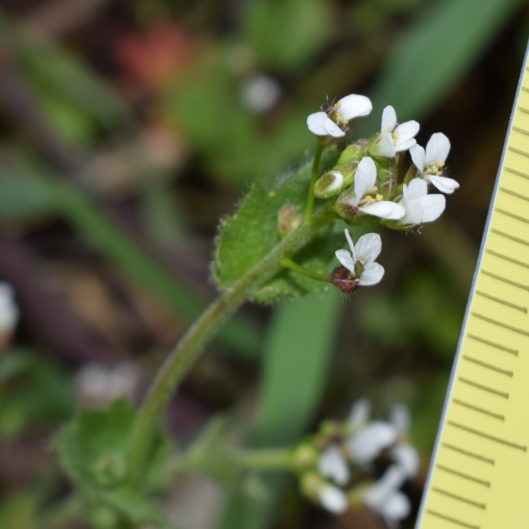 Quale brassicaea?   Draba muralis