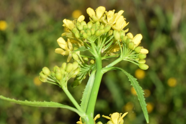 Rorippa sp.?  S. Rorippa amphibia