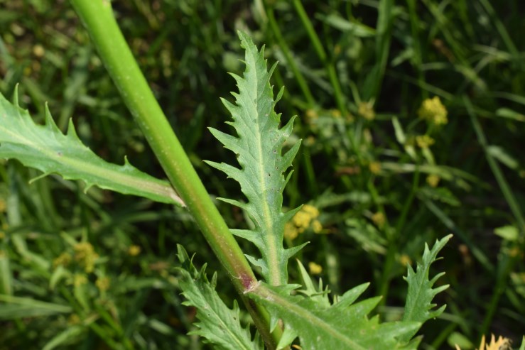 Rorippa sp.?  S. Rorippa amphibia