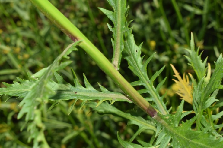 Rorippa sp.?  S. Rorippa amphibia