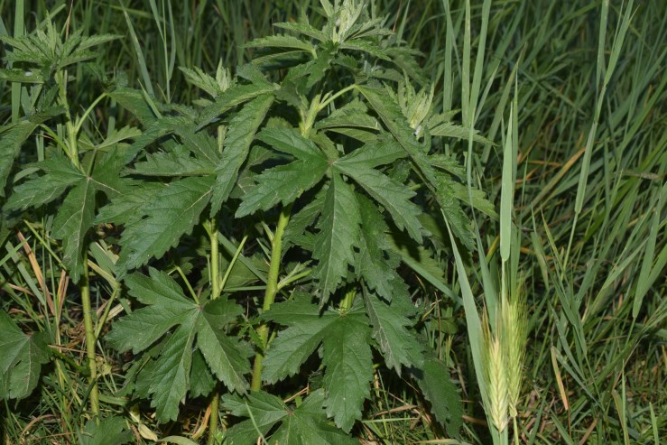 Althaea cannabina (Malvaceae)