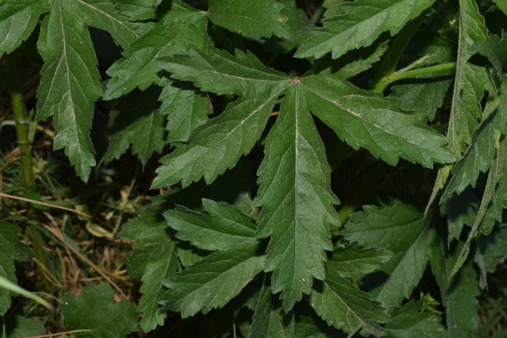 Althaea cannabina (Malvaceae)