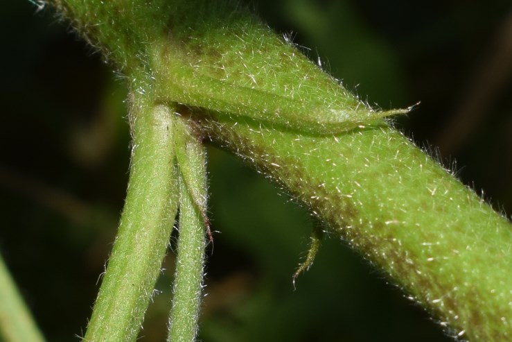 Althaea cannabina (Malvaceae)