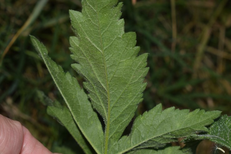 Althaea cannabina (Malvaceae)