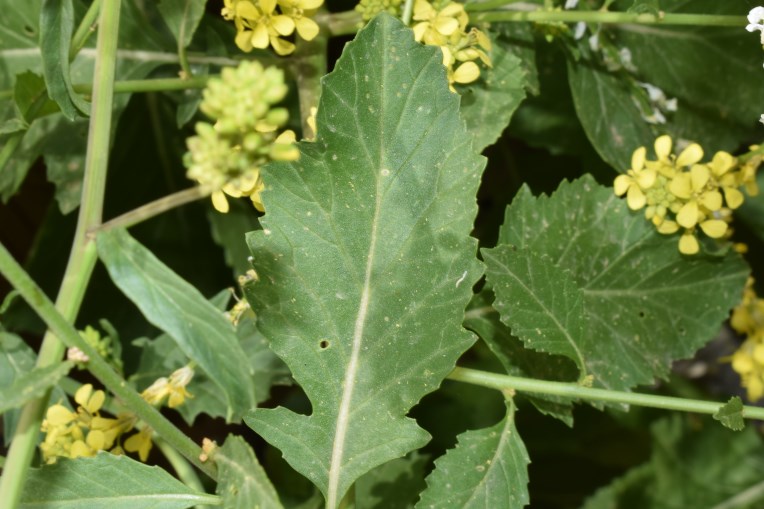 Rapistrum rugosum (L.) All. (Brassicaceae)