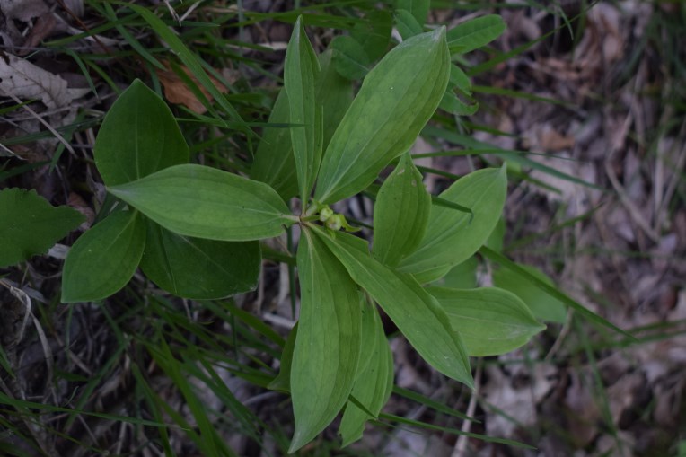 Lilium martagon