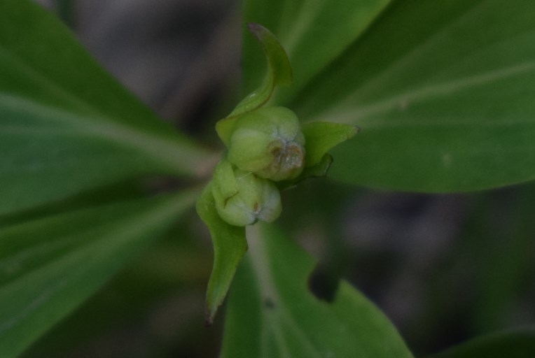 Lilium martagon