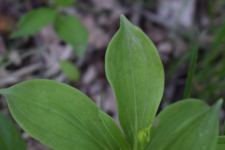 Lilium martagon