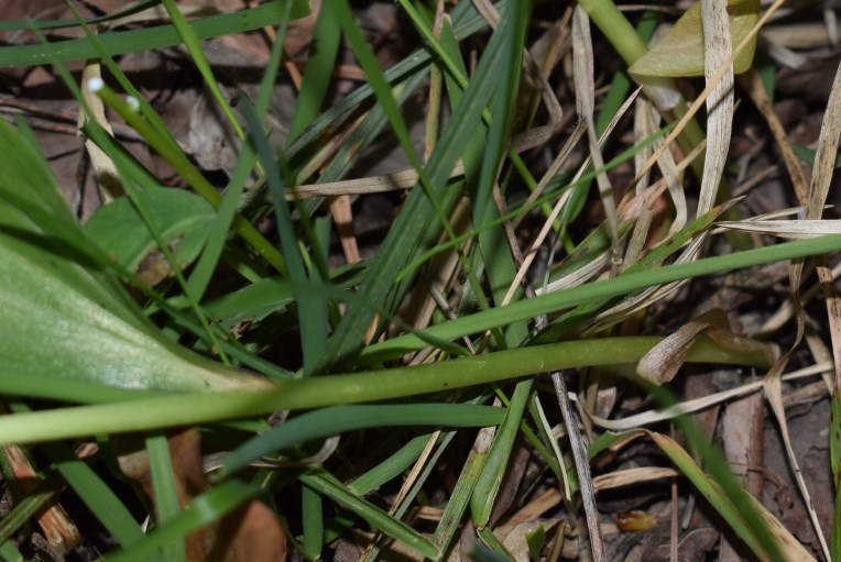 Lilium martagon